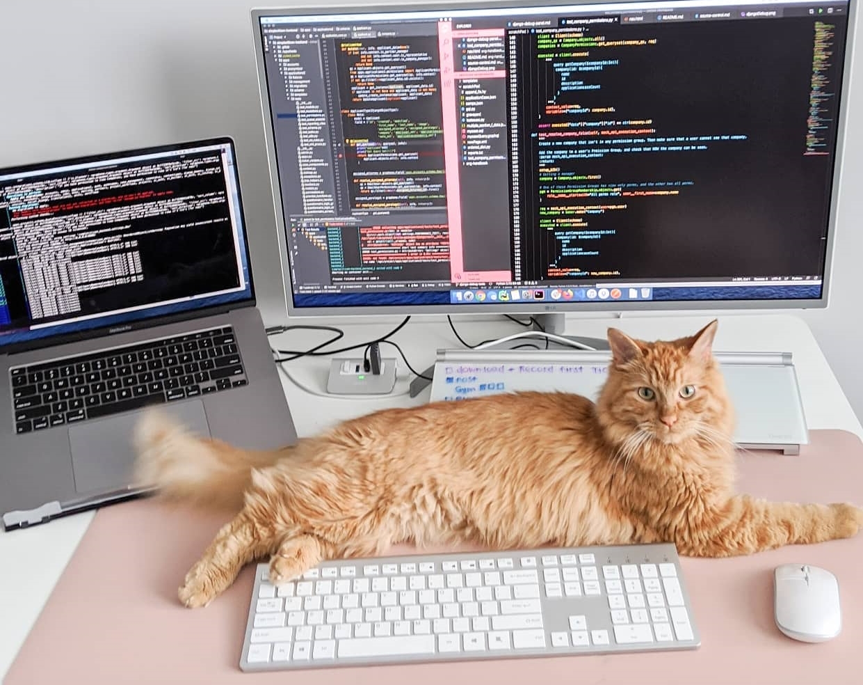Cat above keyboard